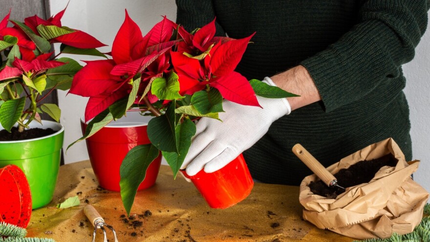 Evo savjeta kako da vam božićna zvijezda potraje i do sljedeće godine