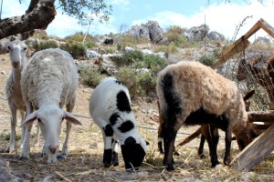 Zašto se smanjuje zanimanje za uzgoj ovaca i koza u državama EU, među njima i Hrvatskoj?