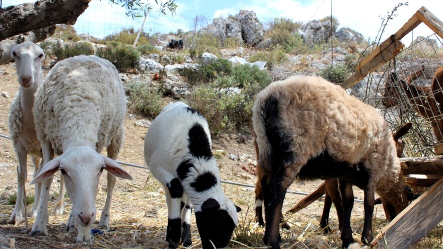Zašto se smanjuje zanimanje za uzgoj ovaca i koza u državama EU, među njima i Hrvatskoj?