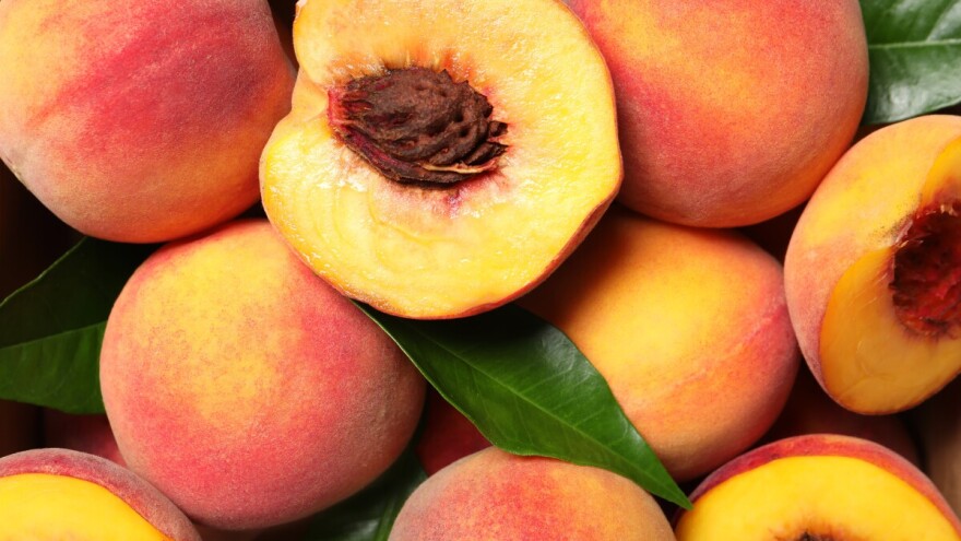 Sorte bresaka i nektarina za obalno područje