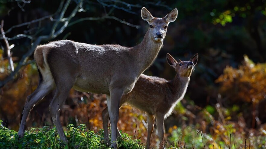 U krivolovu odstrijeljeni srna i lane: Počiniocu prijeti visoka kazna