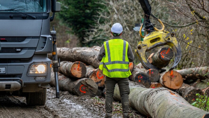 Fočaka "uhvatili" s bukovom građom bez šumarskog čekića, policija sve oduzela
