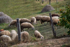 Čopor pasa lutalica zaklao čak 49 ovaca