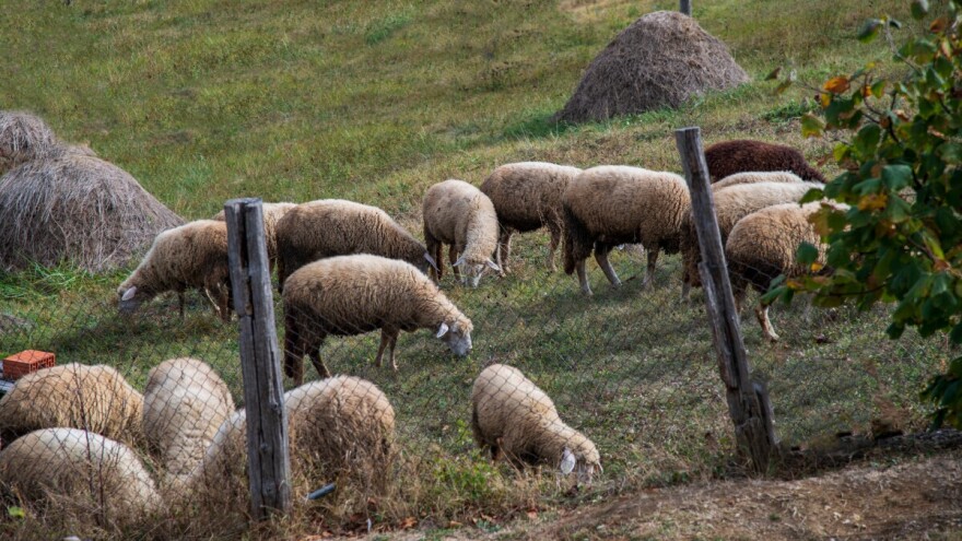 Čopor pasa lutalica zaklao čak 49 ovaca