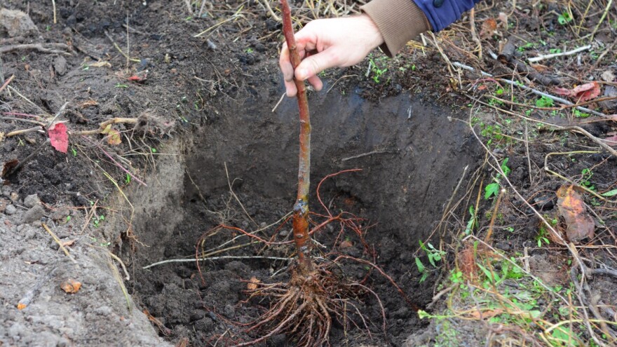 Smanjen obim sadnje voća u valjevskom kraju. Da li zbog narodnog verovanja voćari odlažu posao?