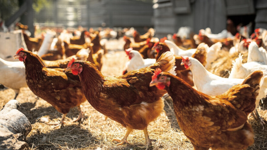 Uzbuna u Litvaniji: Zbog ptičjeg gripa eutanazirano 250.000 komada živine