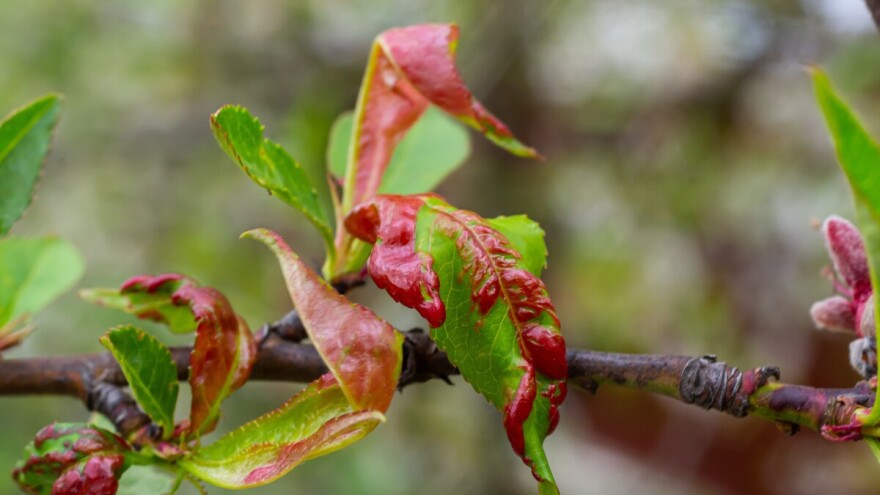 Kako se boriti protiv kovrčavosti lista breskve?
