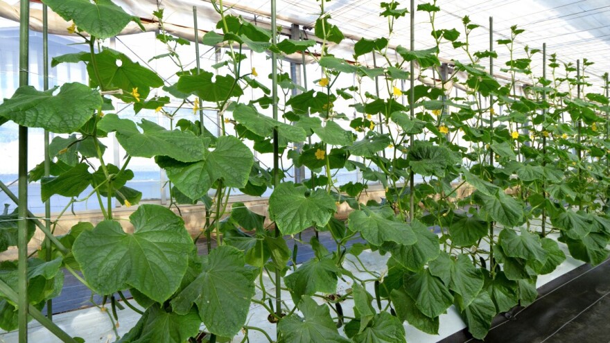 Krastavce iz druge sadnje sada prihranite NPK gnojivom