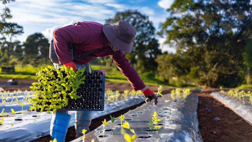 Sateliti otkrivaju golemu količinu plastike u poljima