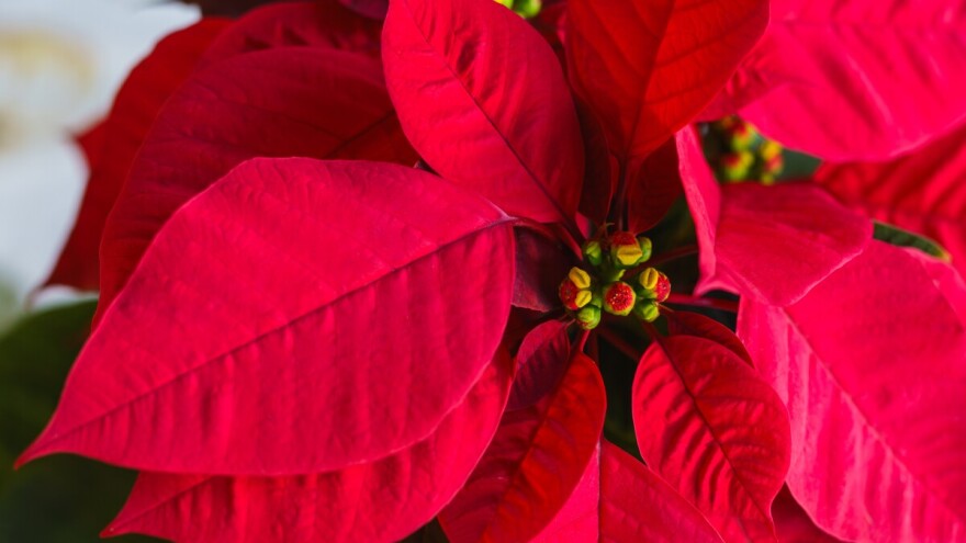 Bolesti najčešćega sobnog cvijeća