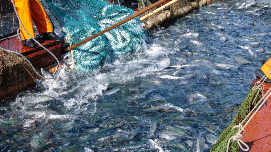 Zlostavljali losose? Uzgajalište suspendirano iz programa dobrobiti životinja