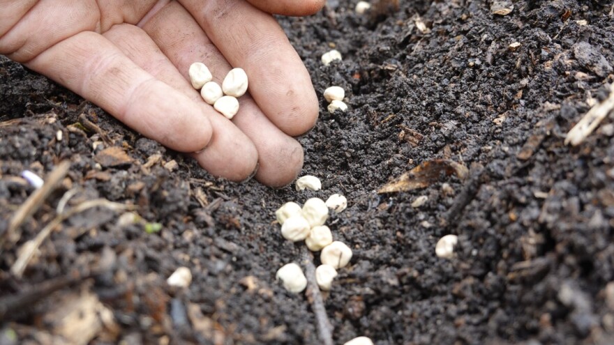 Sjetva graška u jesen za berbu u proljeće - savjeti za uspješan uzgoj