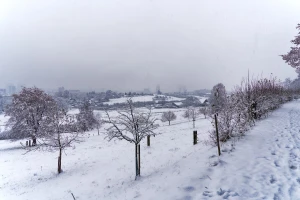 Pažljivo otresite sneg sa grana, polomljene odsecite