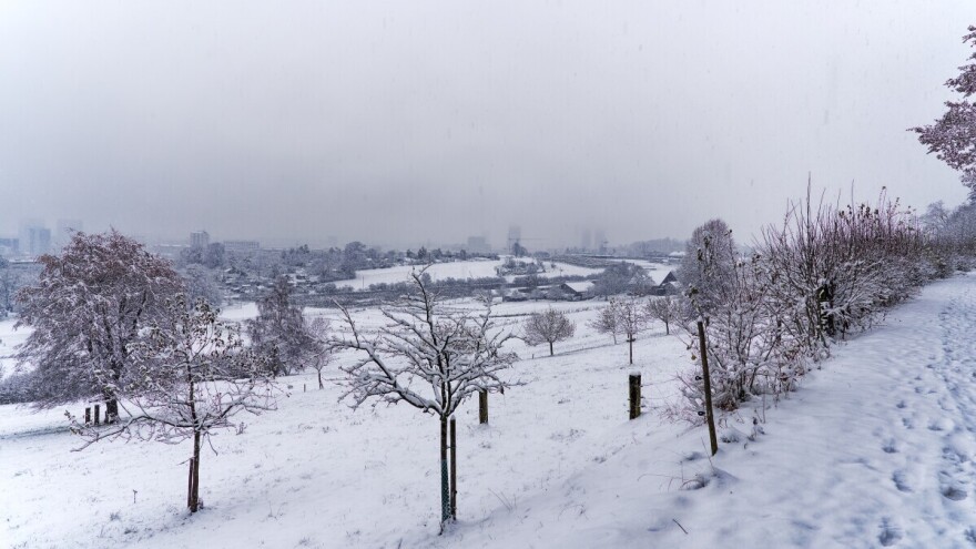 Snijeg u voćnjaku: Pažljivo ga otresite s grana, polomljene odrežite