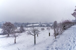 Pažljivo stresite snijeg sa grana, polomljene odrežite