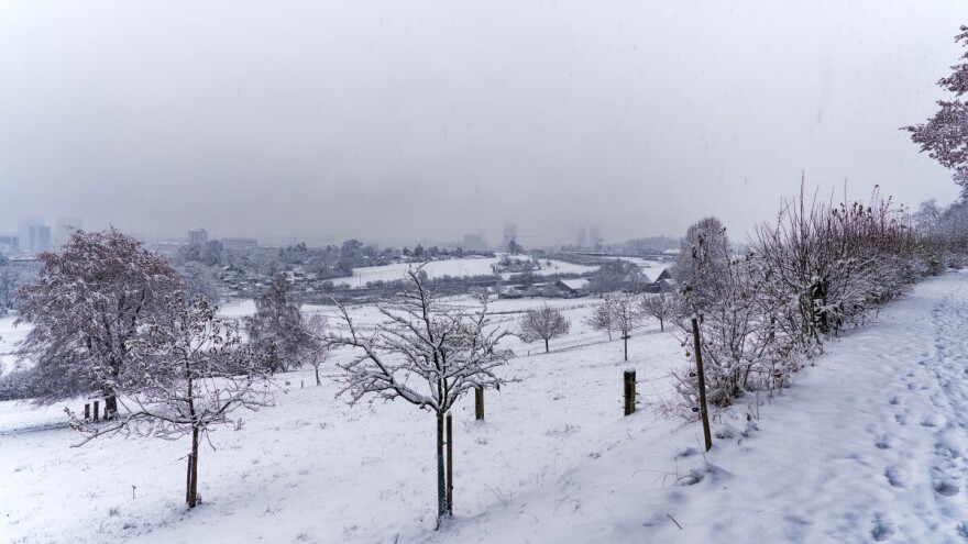 Pažljivo stresite snijeg sa grana, polomljene odrežite