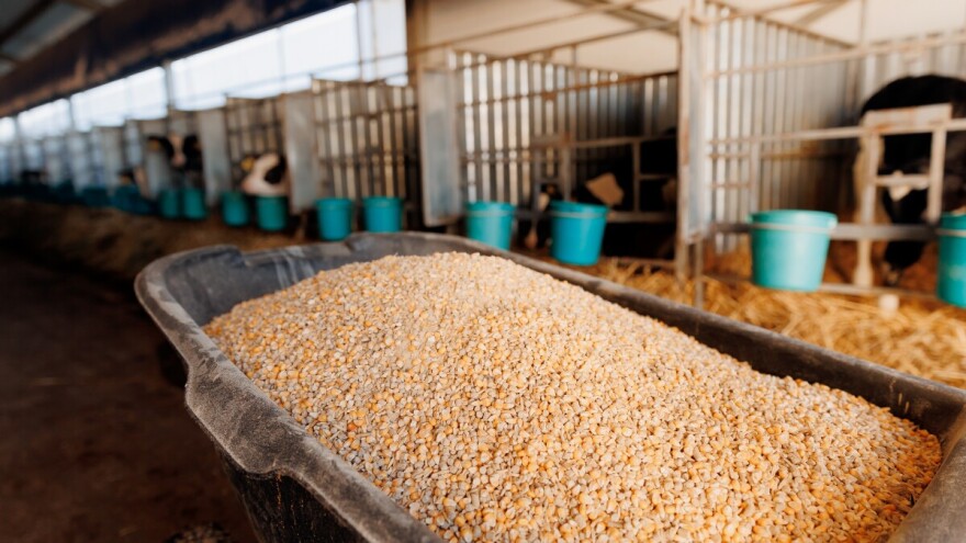 Najveća potražnja za pešnicom, cena kukuruza viša za šest odsto