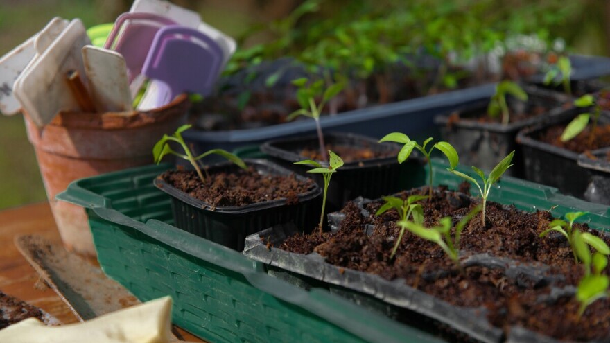 Prerano pikiranje rasada: Problemi, posljedice i oporavak