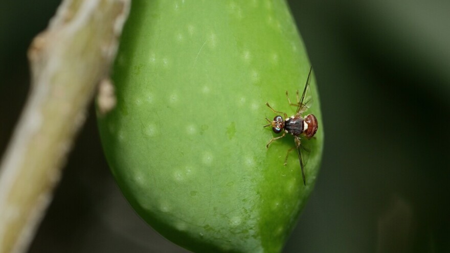 Pregledajte nasade: Pogodni su uvjeti  za let maslinine muhe