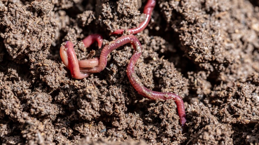 Najčešći štetnici na travnjacima