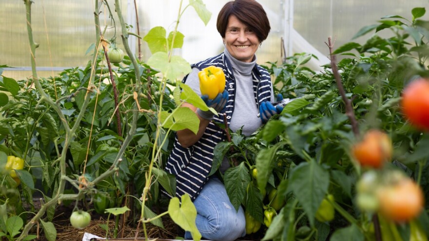 Cijene plodova rastu, ali rod pada: Kako izbjeći katastrofu u julu?