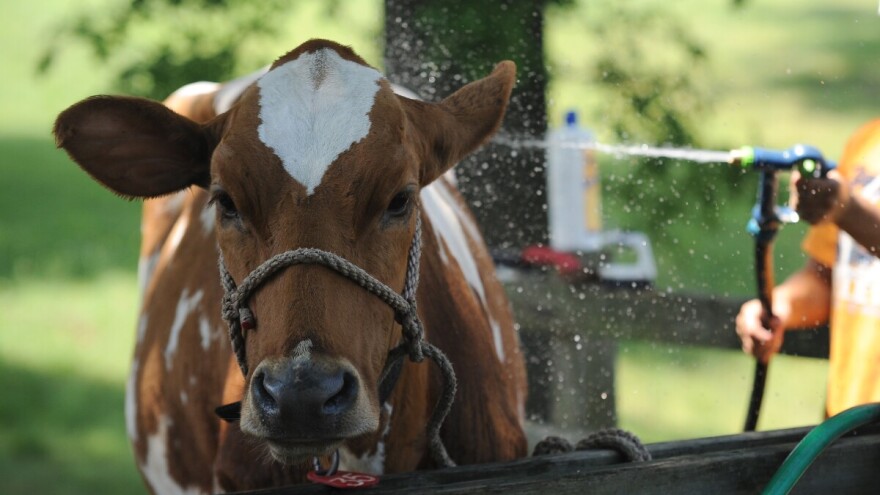 Kako preživjeti toplotni talas na farmi: Voda, ventilacija i još ponešto
