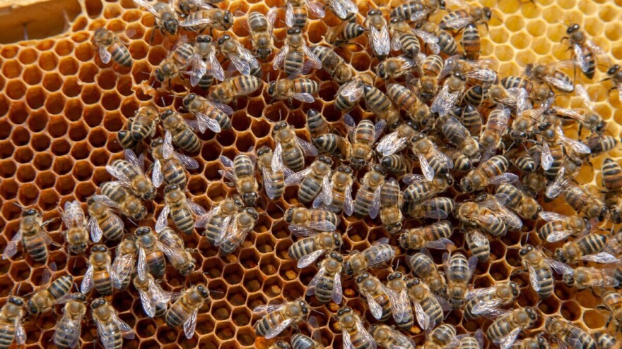 Pčele sanjaju kao i ljudi? Otkriveni slični moždani obrasci tokom sna