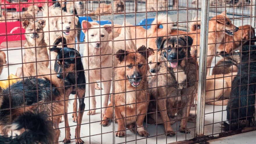Južna Koreja na korak do potpune zabrane konzumacije psećeg mesa