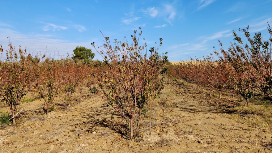 Kakvo zemljište voli kajsija i šta treba znati pre podizanja zasada?