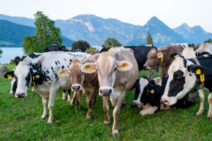 Zbog virusne bolesti više od hiljadu švajcarskih krava zarobljeno na alpskim pašnjacima