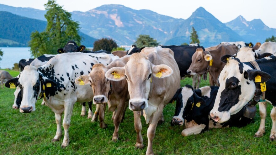 Zbog virusne bolesti više od hiljadu švajcarskih krava zarobljeno na alpskim pašnjacima