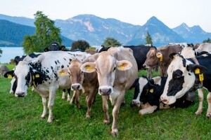 Zbog virusne bolesti više od tisuću švicarskih krava zarobljeno na alpskim pašnjacima