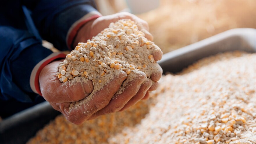 Fokus kupaca kukuruz bez analize na aflatoksin, šta je sa cenama na Produktnoj berzi?