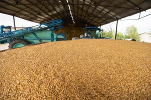 Cena kukuruza i dalje pada, pšenica beleži blagi rast