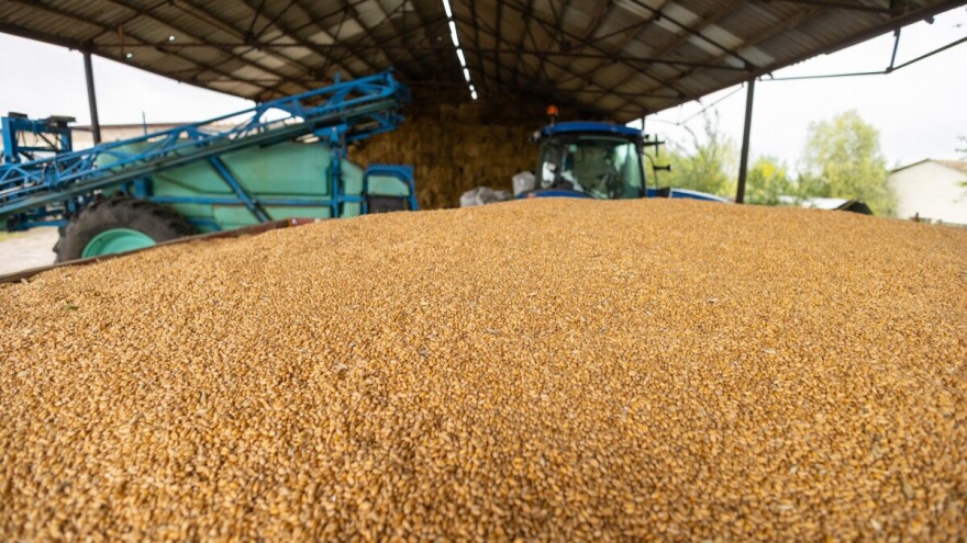Cena kukuruza i dalje pada, pšenica beleži blagi rast