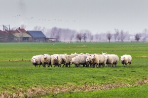 Pogledajte očekivanu brzinu vjetra i količinu padavina po regijama u BiH