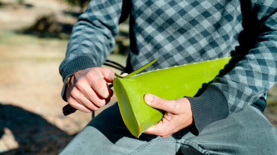 Kako iskoristiti aloe veru u vrtu? Evo 8 prijedloga