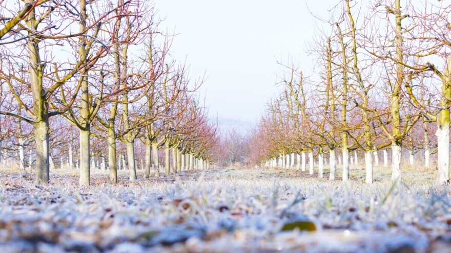 Zašto su niske temperature i hladnoća neophodni voćkama?