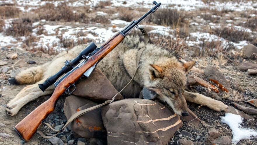 Sprema se hajka na vuka na Ozrenu: Zabilježeni napadi na krave i ovce