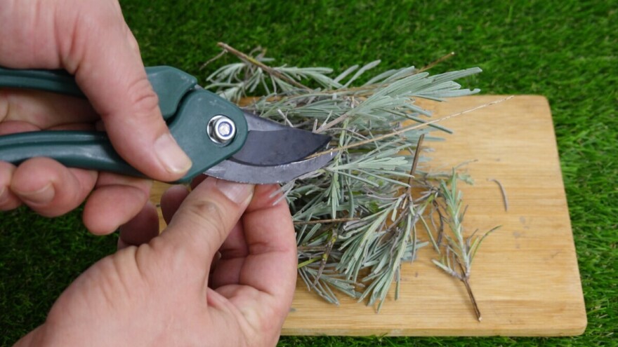 Razmnožite lavandu, ružmarin i smilje kod kuće: Najjednostavniji trik s reznicama
