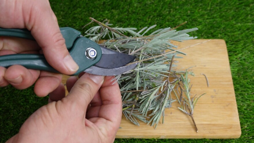 Razmnožite lavandu, ruzmarin i smilje kod kuće: Najjednostavniji trik s reznicama