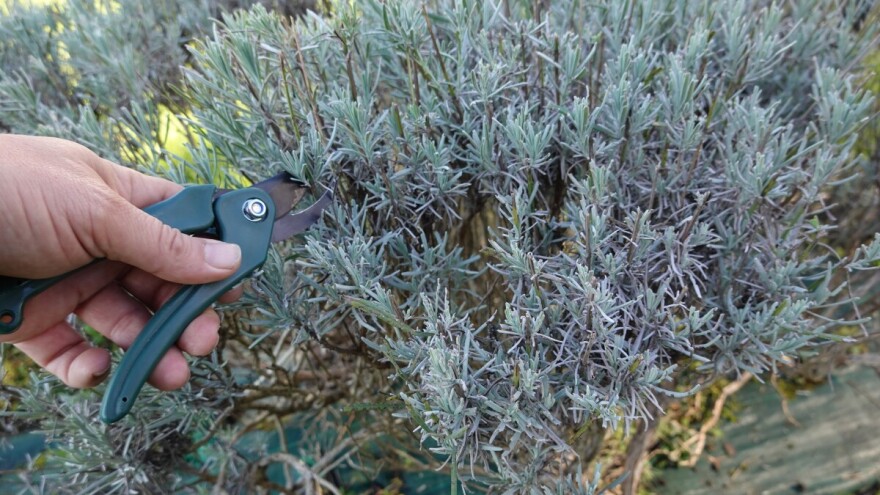 Kada se uzimaju reznice lavande za ožiljavanje i jesenju sadnju?