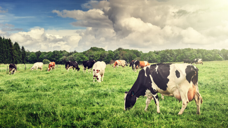 Regulacijom ispaše proizvodnja mlijeka se može povećati i tokom vrućina