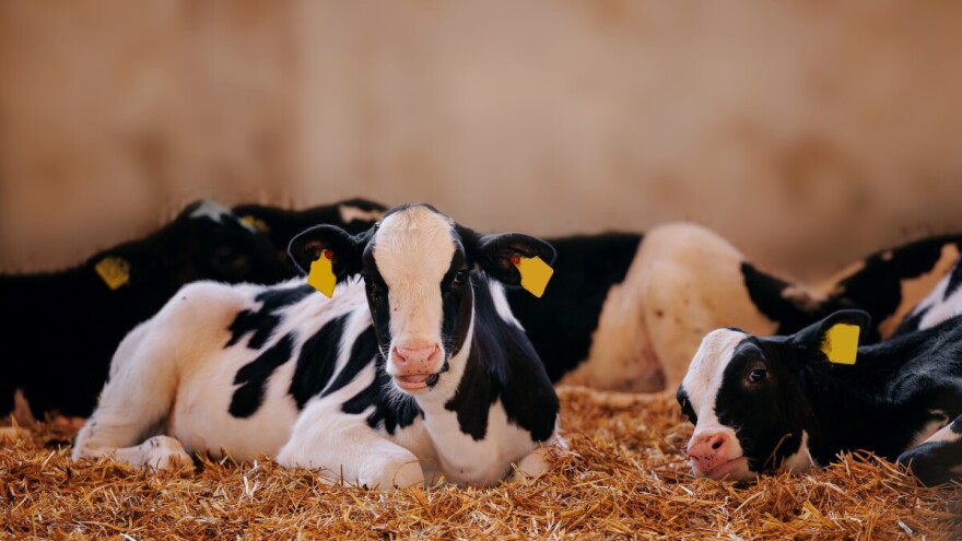 Cena junadi u padu, tovne svinje i prasići skuplji