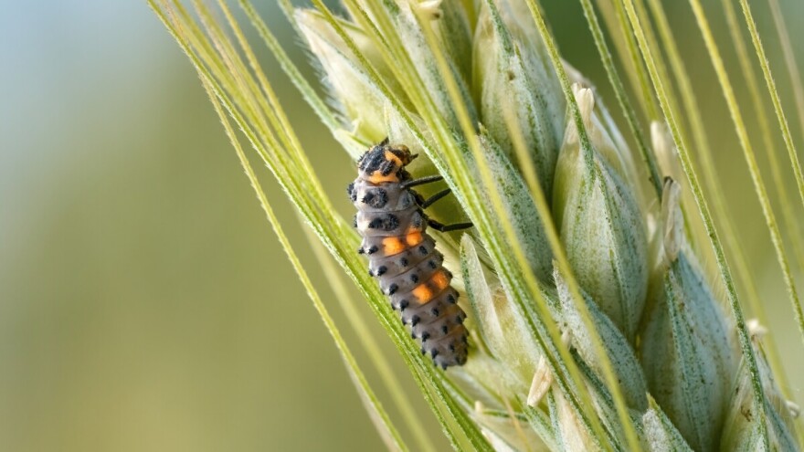 Koji je ovo kukac? Pa bubamara!