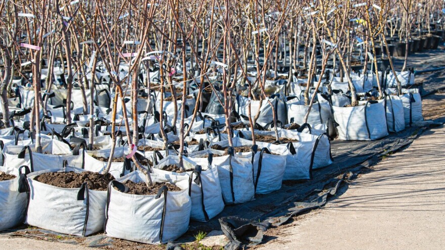 Poznati šljivarski kraj dijeli sadnice za podizanje 20 ha šljivika