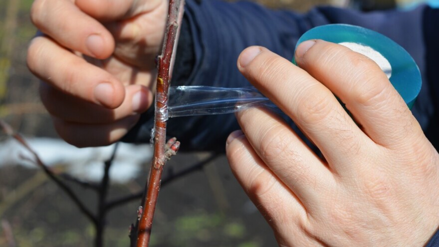 Kako se voćke kaleme na zrelo?