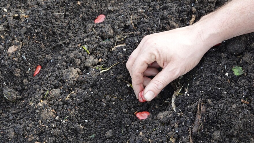 Evo zašto je bolje bob sejati u jesen