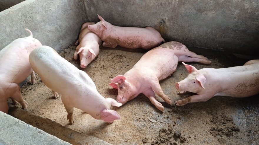 Ponovno imamo afričku svinjsku kugu, potvrđen prvi slučaj u Hrvatskoj u 2026.