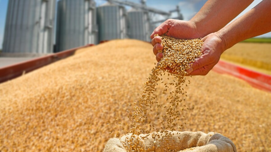 Bogate žetve i slaba potražnja: Zašto bi 2026. mogla biti teška godina za ratare?